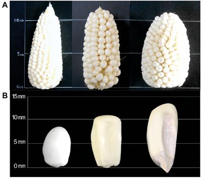 Integrated metabolite analysis and health-relevant in vitro functionality of white, red, and orange maize (Zea mays L.) from the Peruvian Andean race Cabanita at different maturity stages